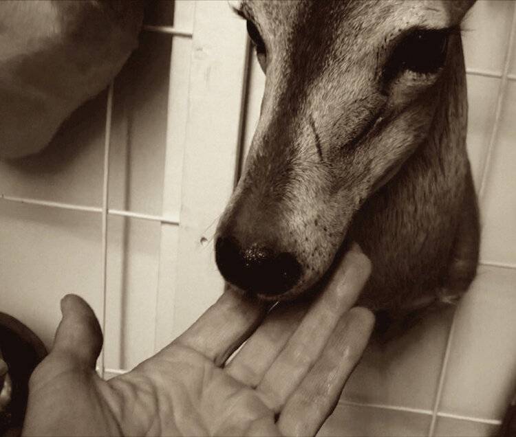 Taxidermy caribou face with hand posting gently below its chin.